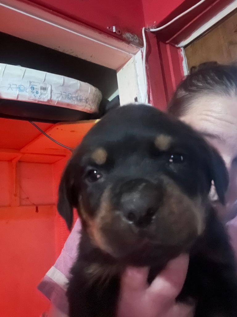 Rottweiler puppies 