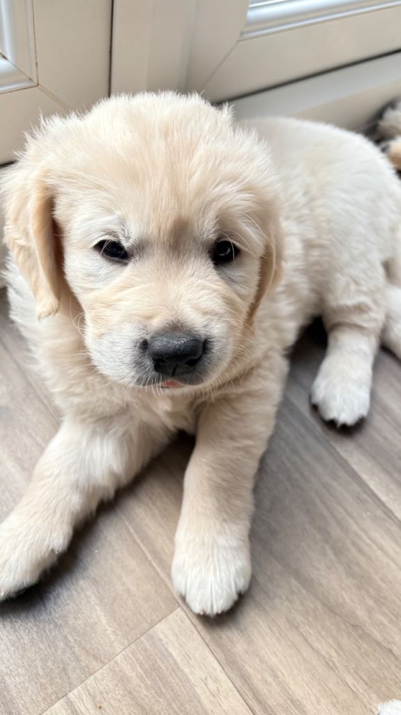 Beautiful Male Golden Retriever Pup