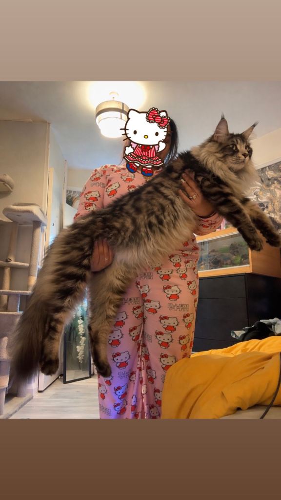 maine coon kittens