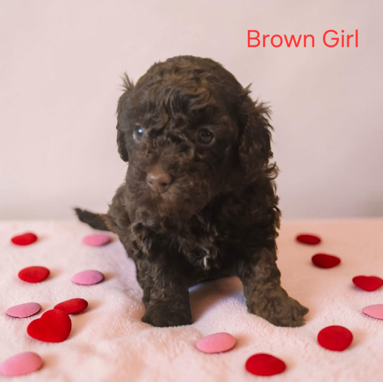 Miniture Poodle Puppies