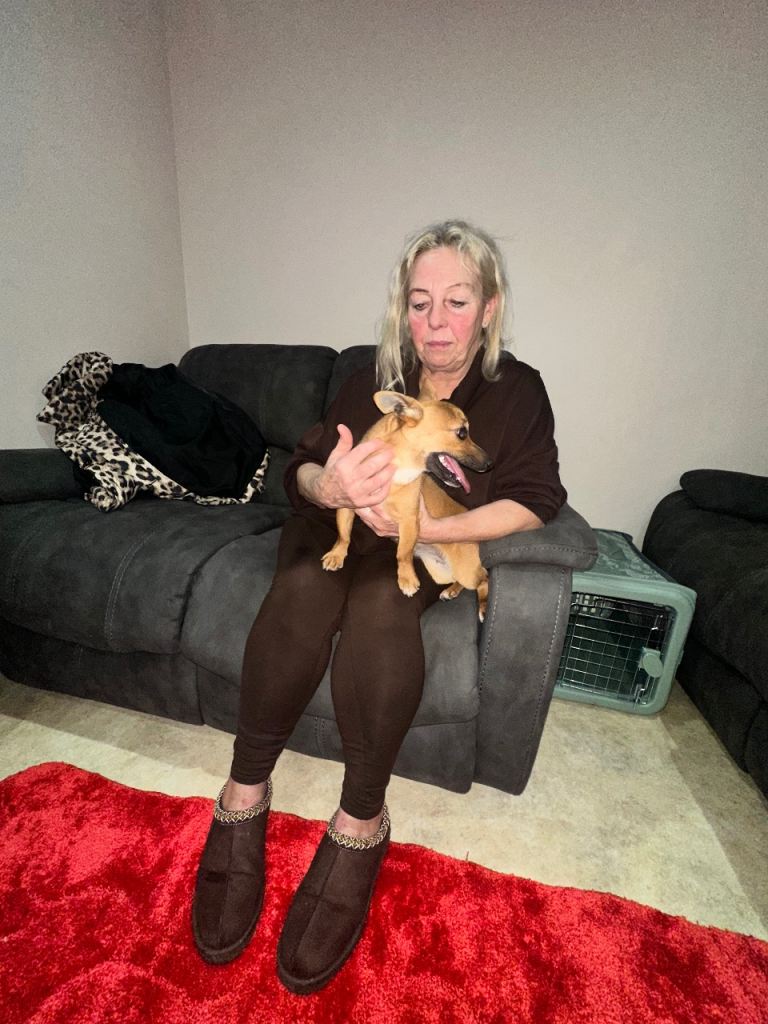 One year old chalky for sale make a lovely little lap dog she’s very sweet 