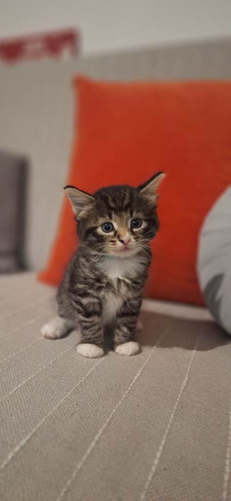 Gorgeous norwegian forest kittens