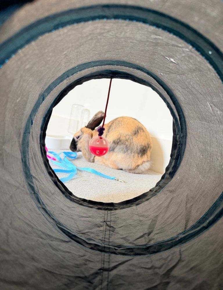 Honey – 15-week-old French Lop doe, litter-trained, loves dogs and cats – Tarves, Aberdeenshire