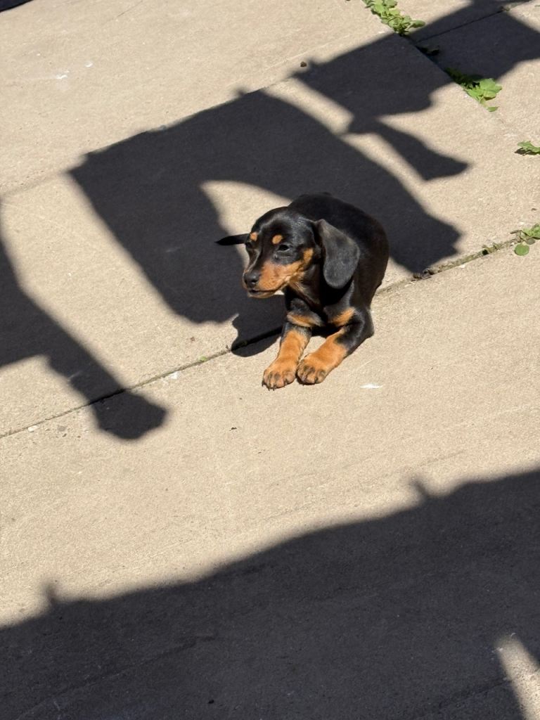 Miniature dachshund 