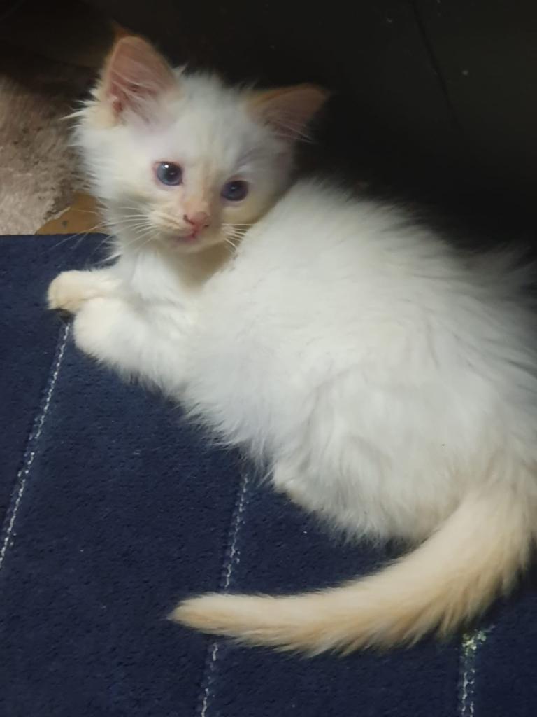 Flame Point Ragdoll Kitten 