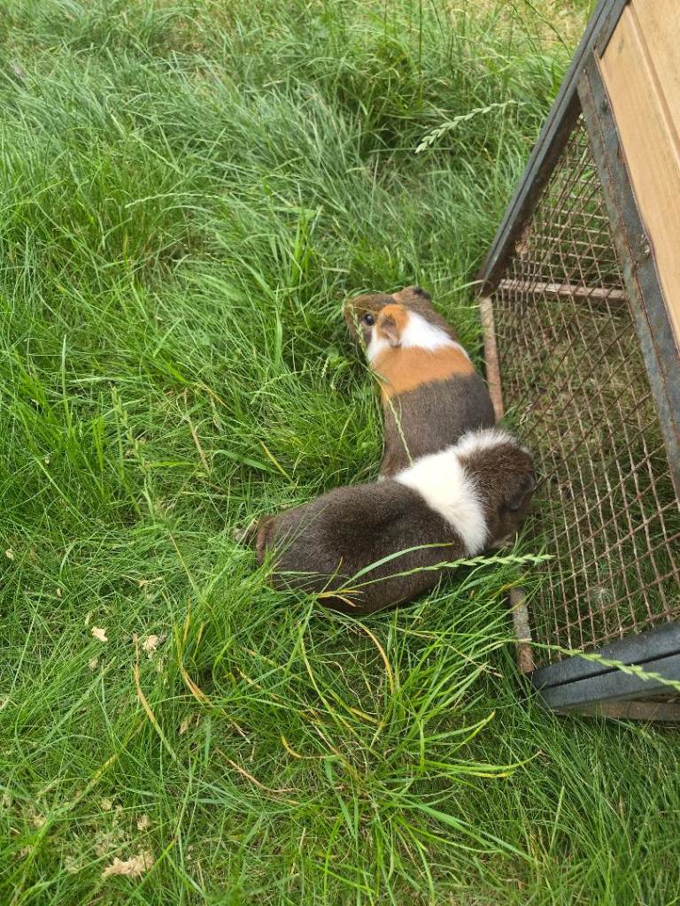 2 female guniea pigs and set up
