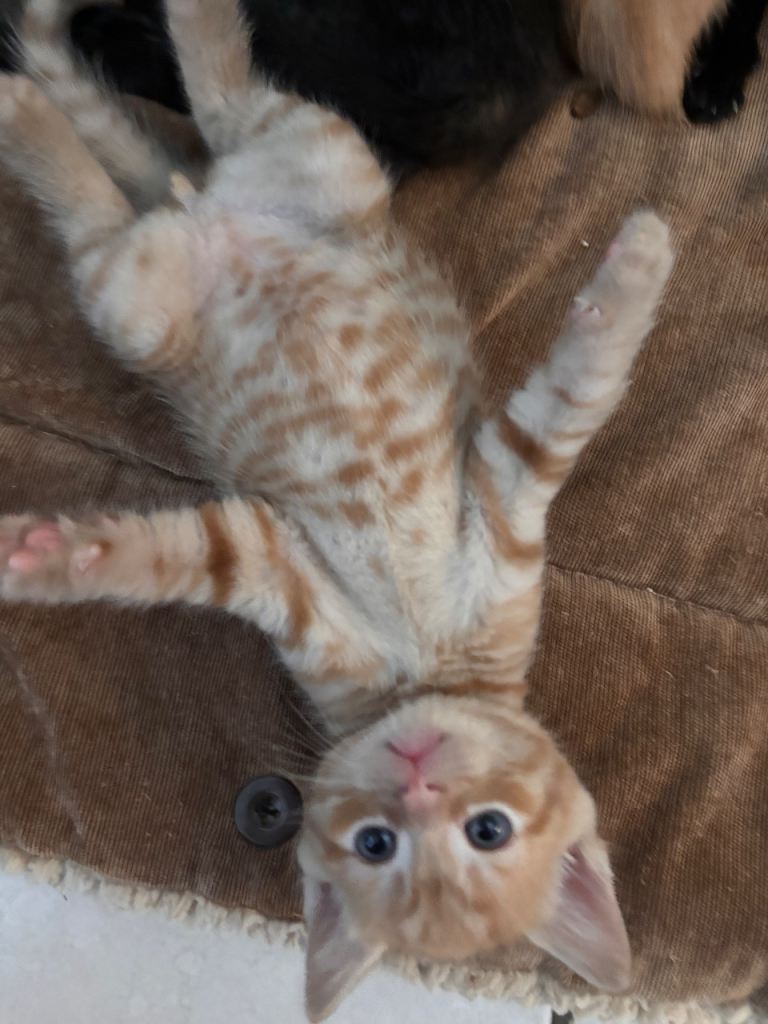 mixed litter 