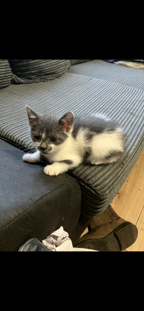 5 beautiful kittens 