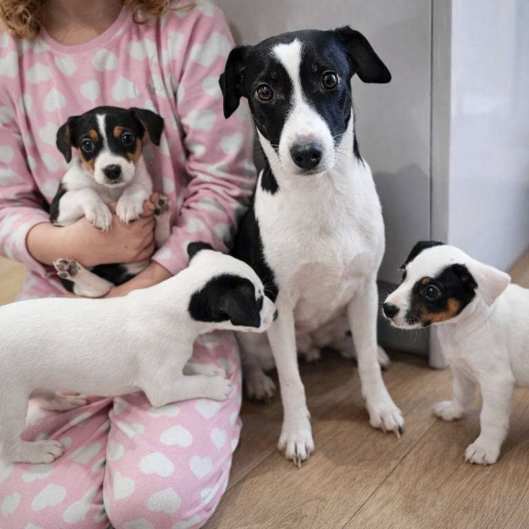 Beautiful Jack Russell Parson Pups for Sale 🐶
