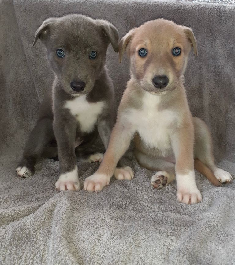 Collie lab puppies 