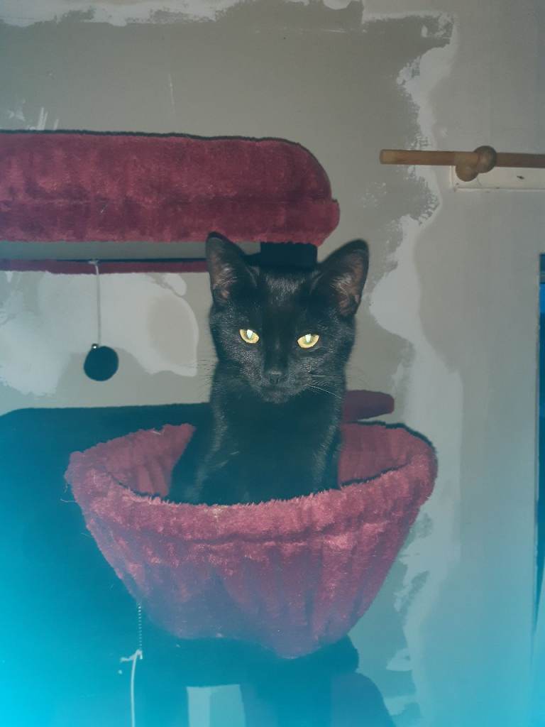 All black female kitten/cat neurted and chipped 
