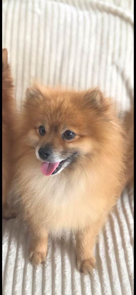 Besutiful male pomeranian 
