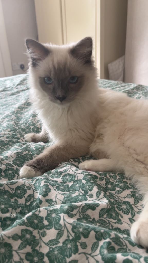 15 week old ragdoll kitten 