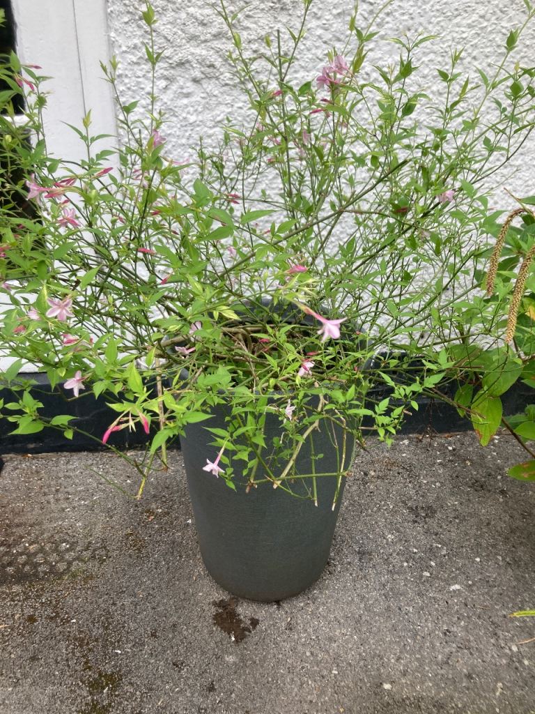 Garden Plant in Large Pot –  Pink Flowers