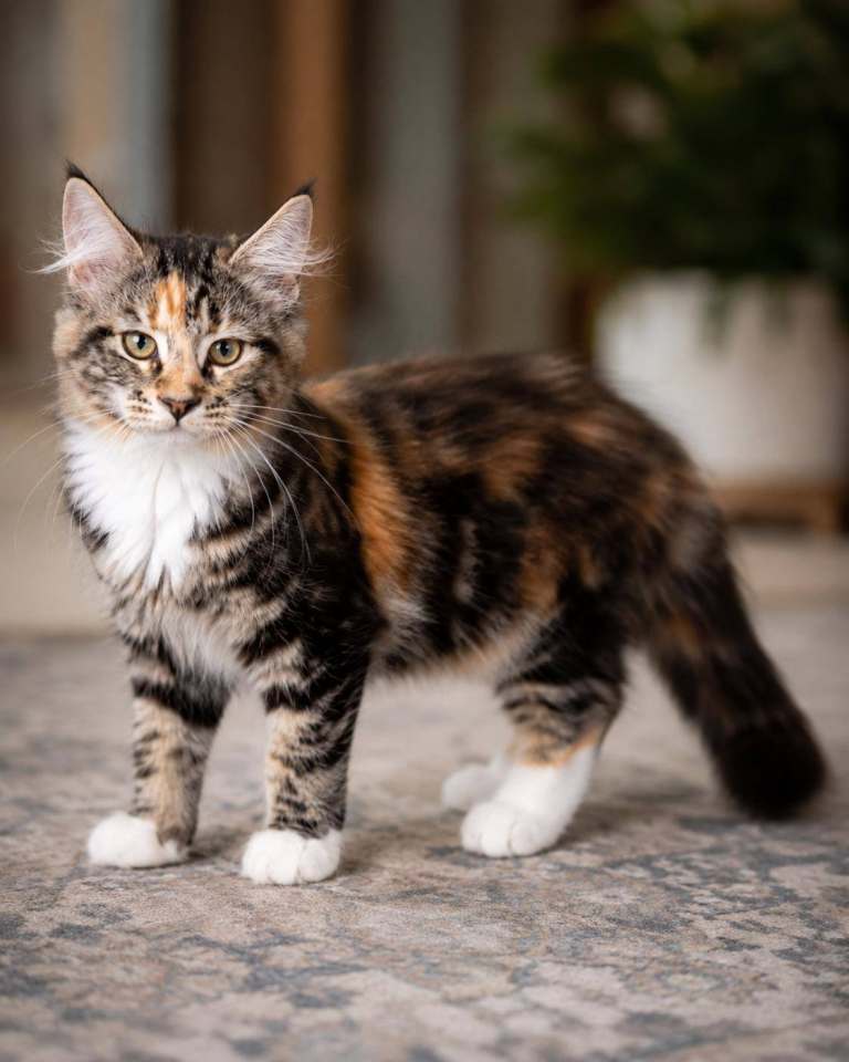 Main coon kitten looking for a new home.