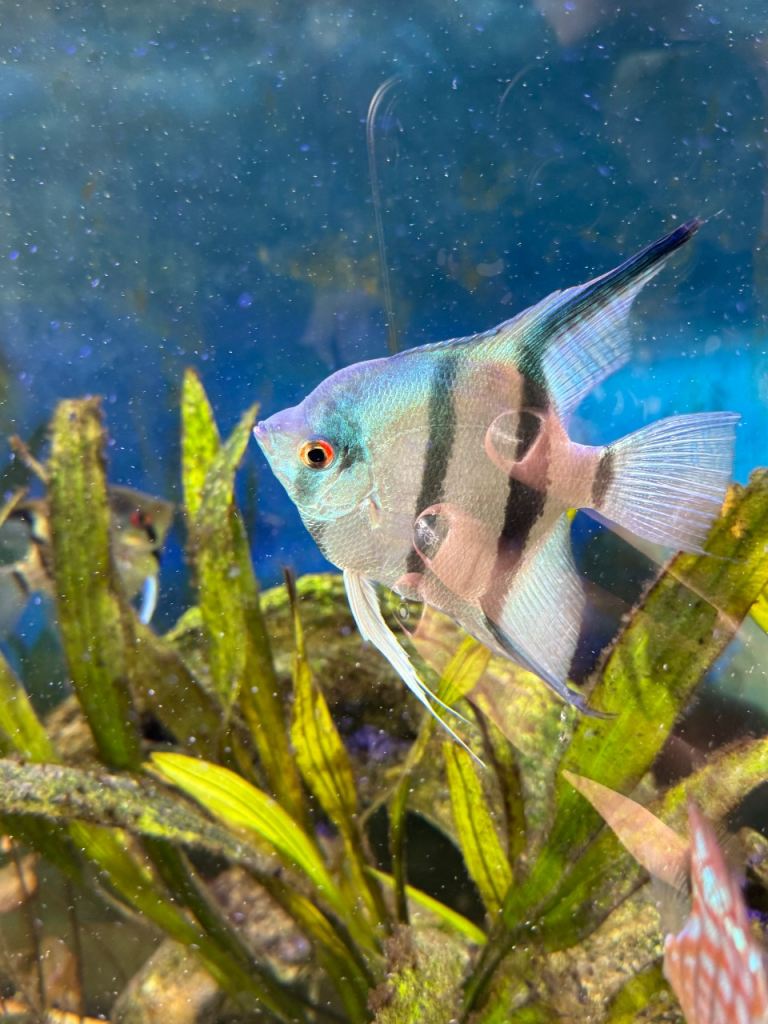 Tropical fish for sale 