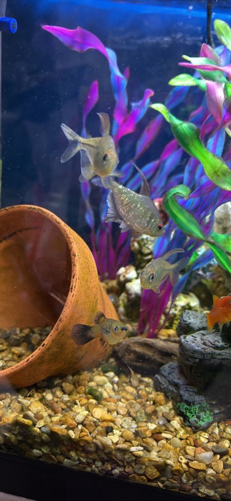 Tropical fish 