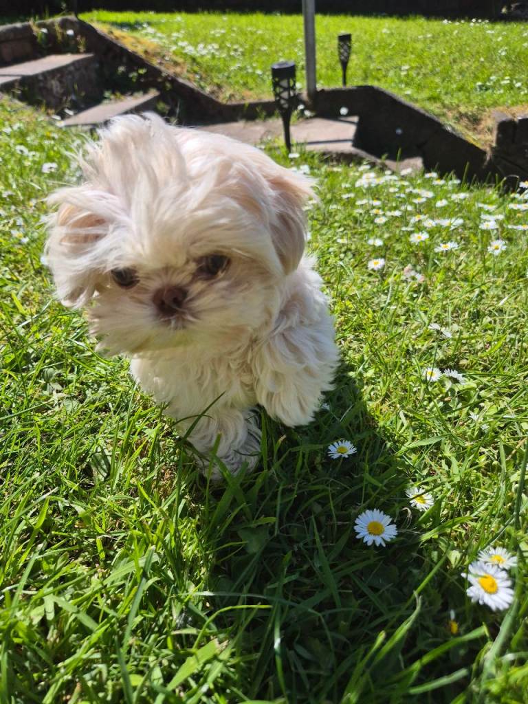 Beautiful tiny imperial Shih Tzu boy 🩵