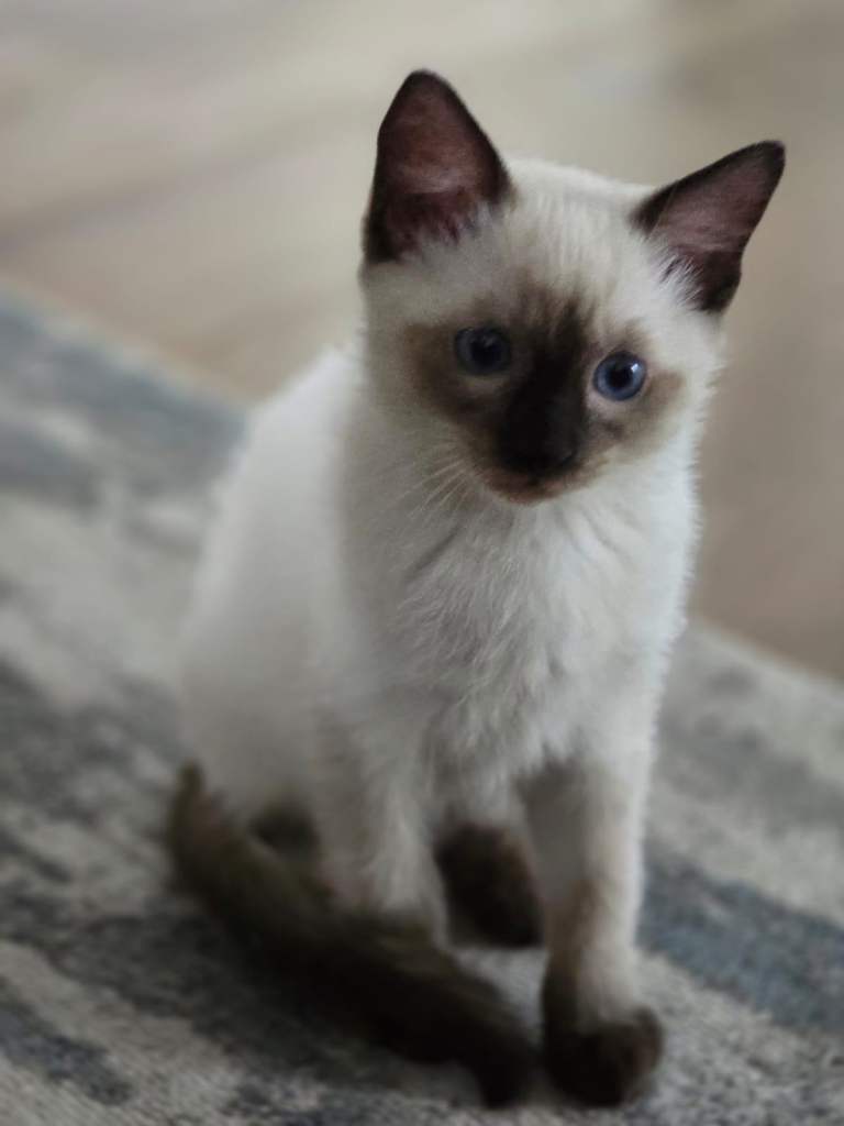 Male Ragdoll Kitten!