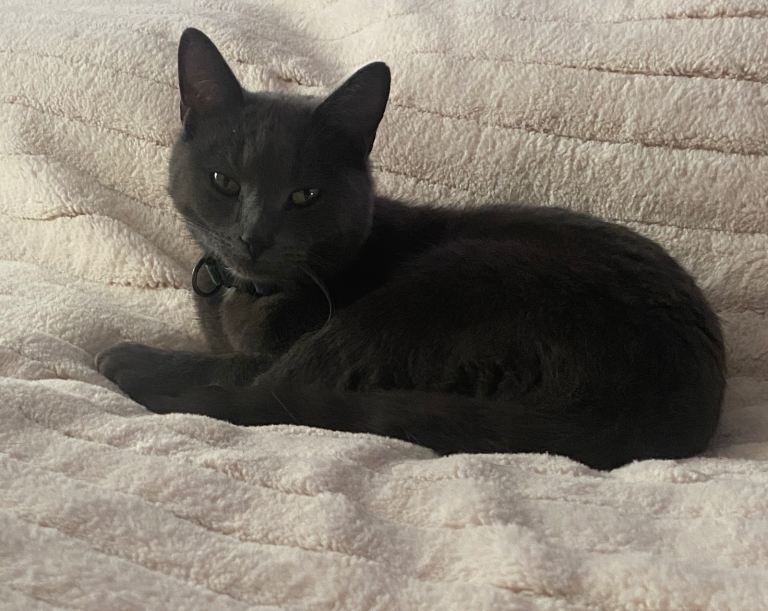 Male short haired blue needing rehomed