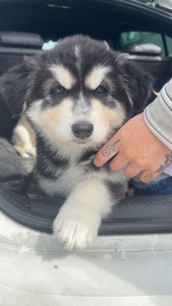  Syberian X Northern Inuit Puppy