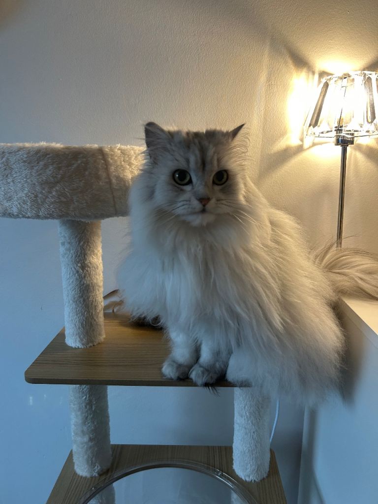 White and Silver Chinchilla Persian Indoor Cat Seeking Loving Home