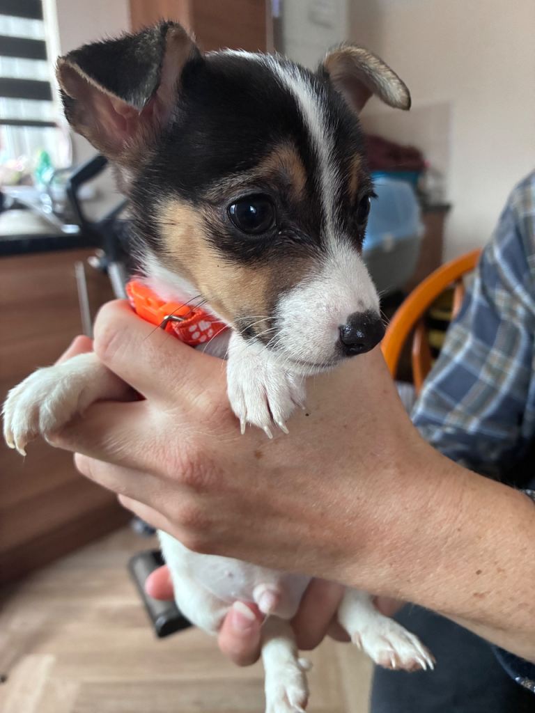 Jack Russell puppies 2 boys are ready to leave