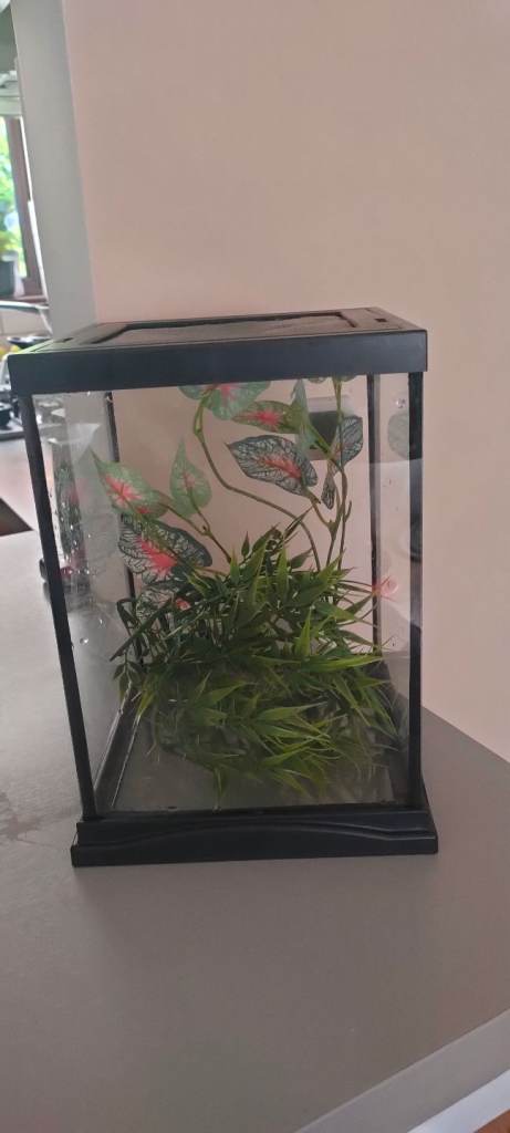 reptile/invertebrate glass enclosure vivarium terrarium 