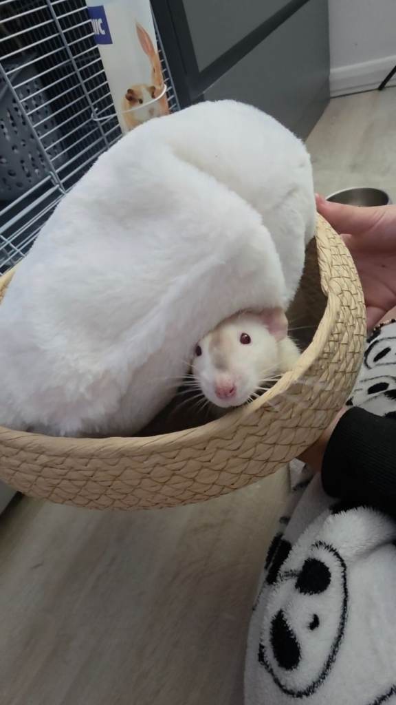 Two Lovely Rats
