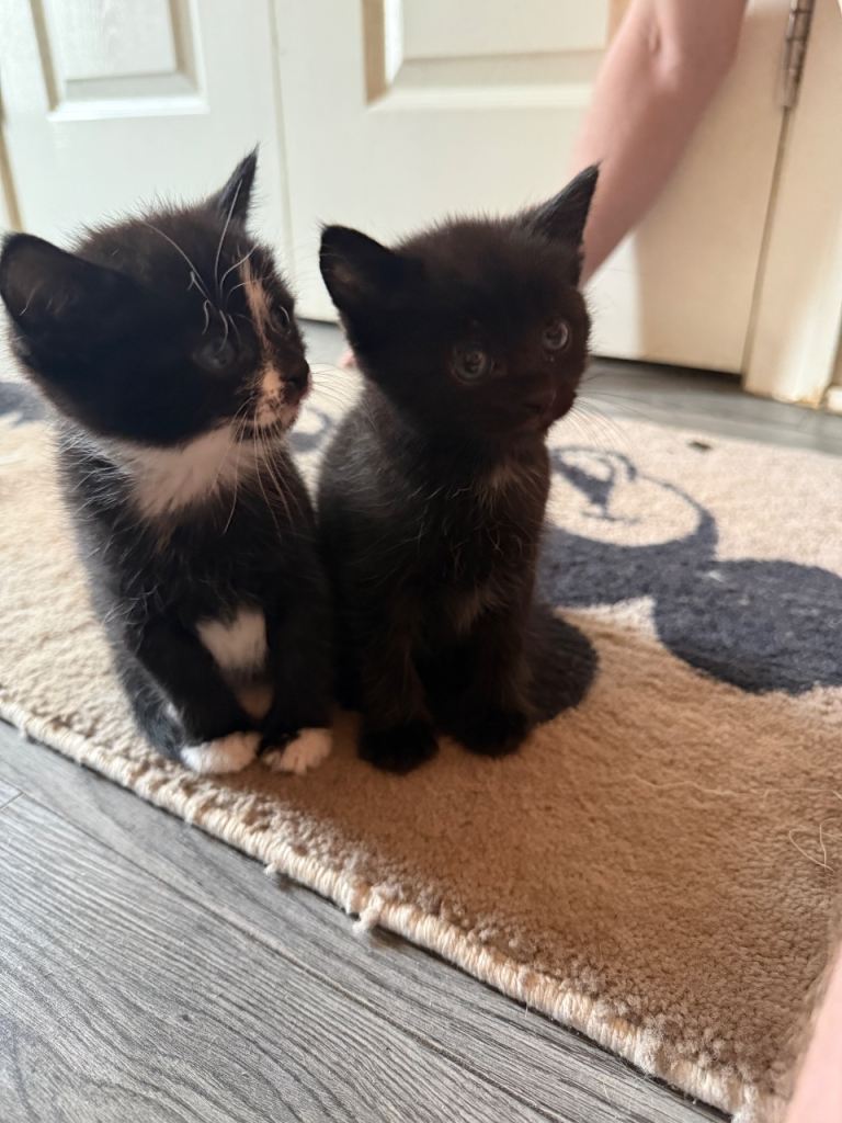 3 kittens left