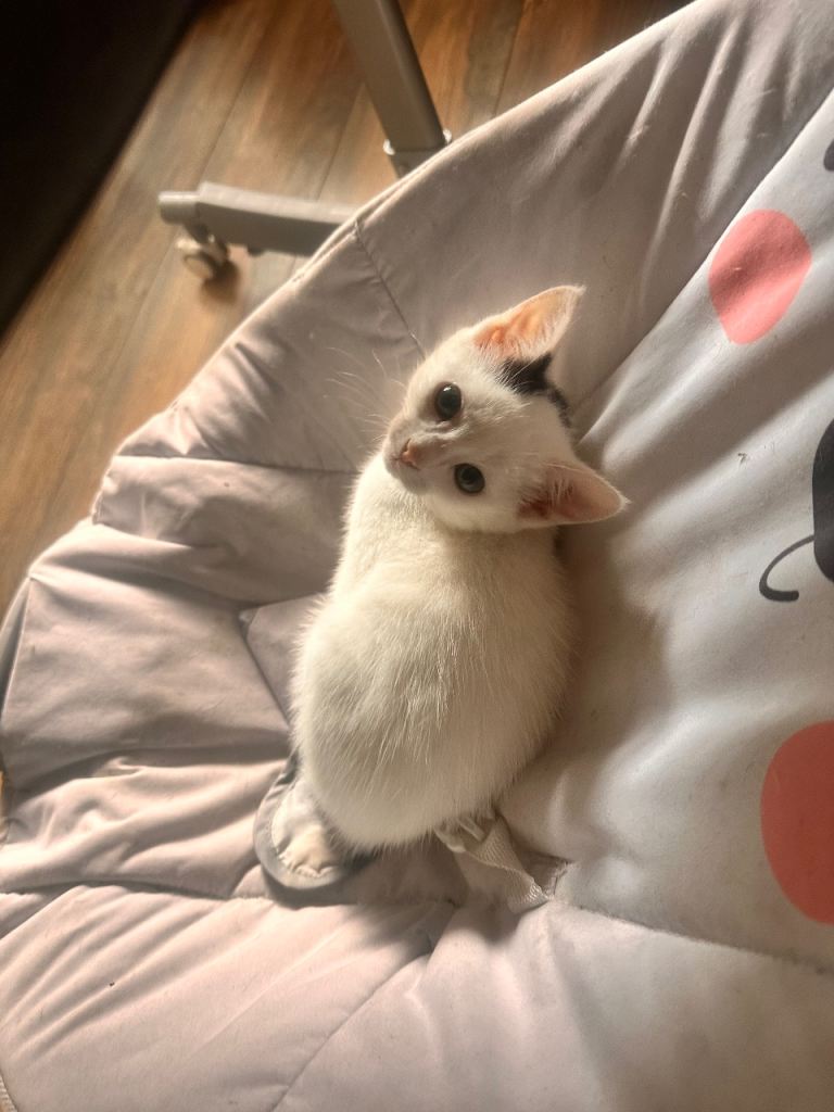 Kittens 9 week old 