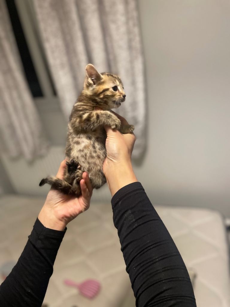 Beautiful most loving kittens for sale mixed colours 