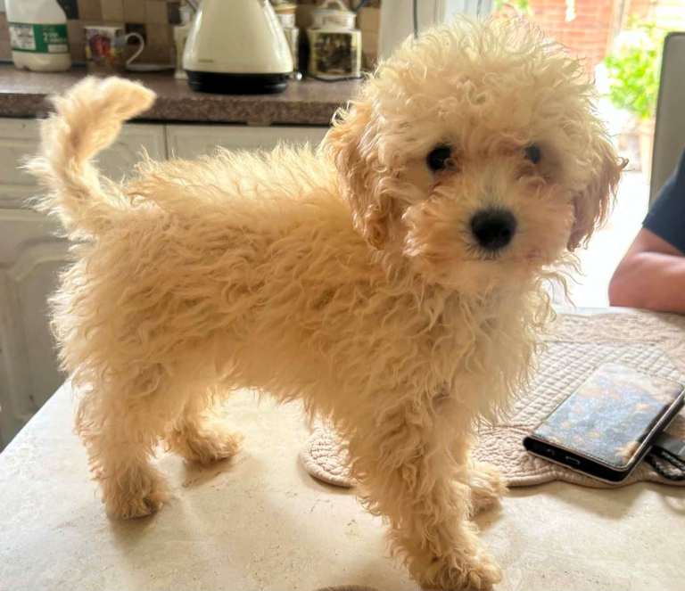 poochon F1B  pup 