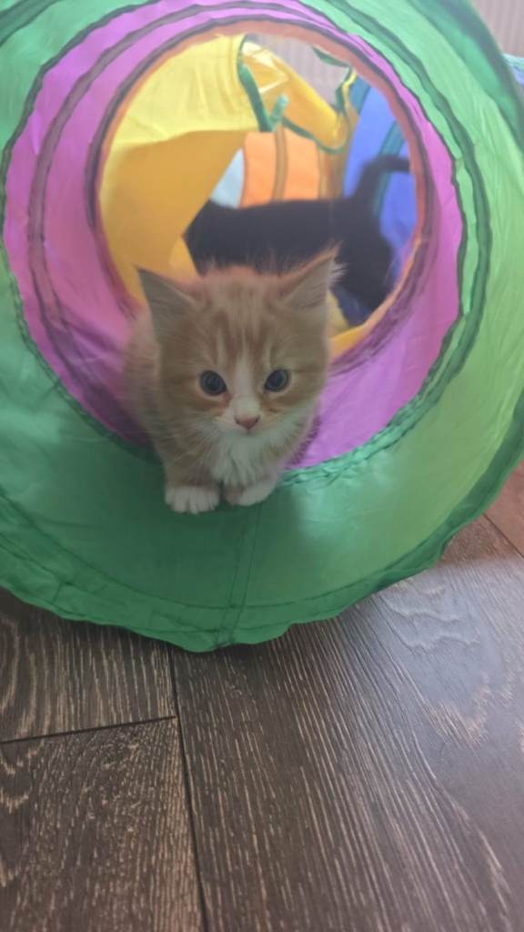 Ginger and white female kitten