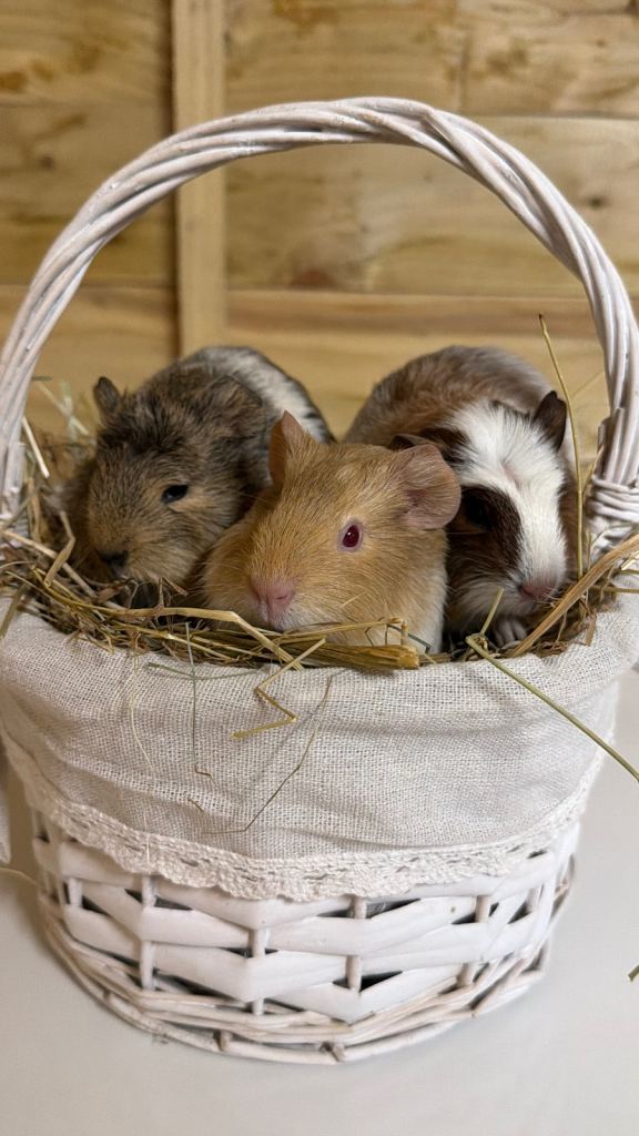 image for Baby guinea pigs 
