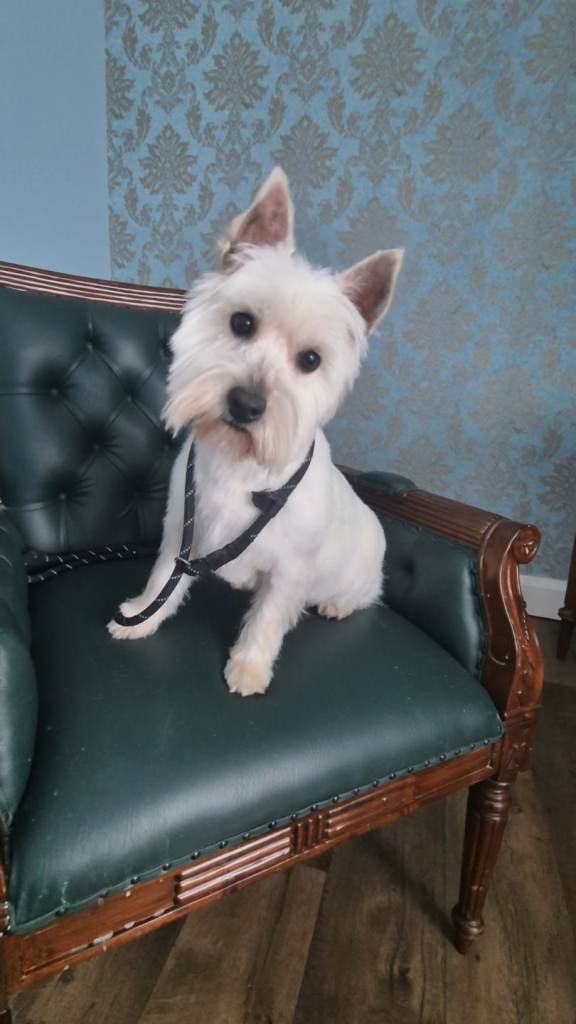 West hightland terrier pups 