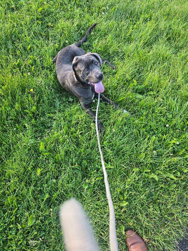 Cane corso