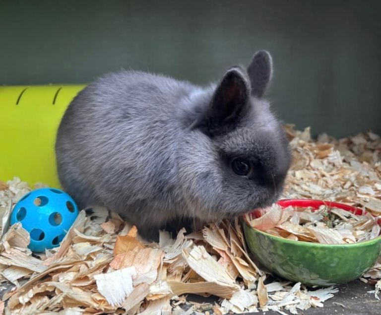  Netherland Dwarf