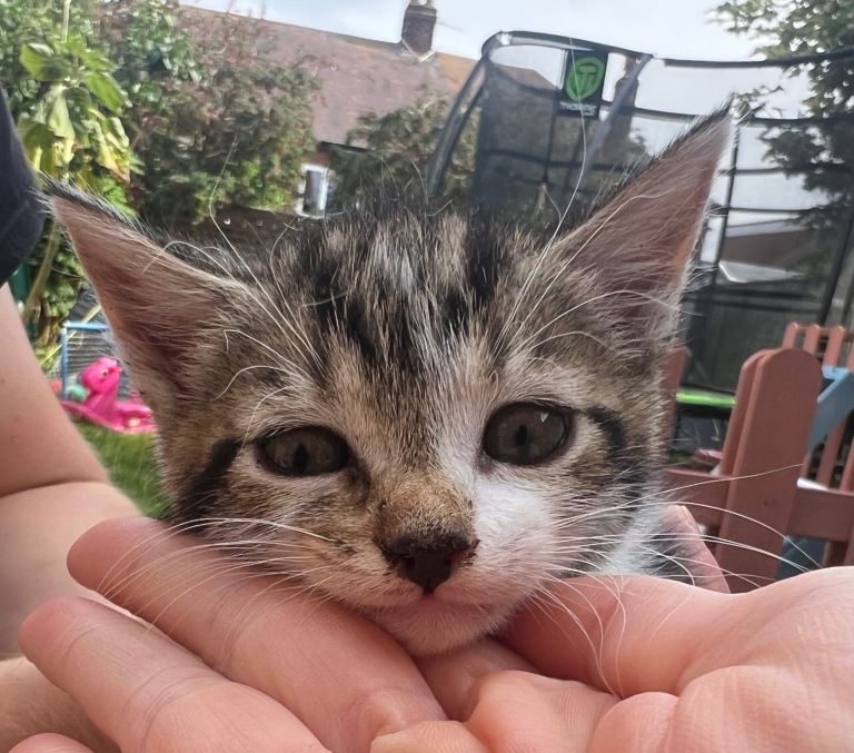 Two female kittens for sale 