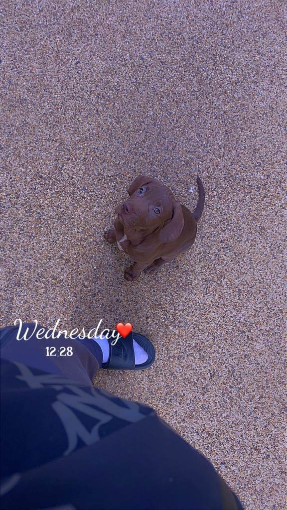 12 week old puppy