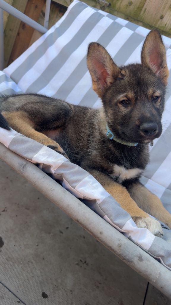 Last little boy German shepherd cross husky 