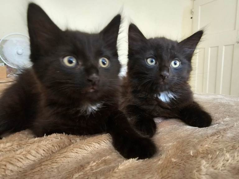 URGENT £35 MALE KITTEN 