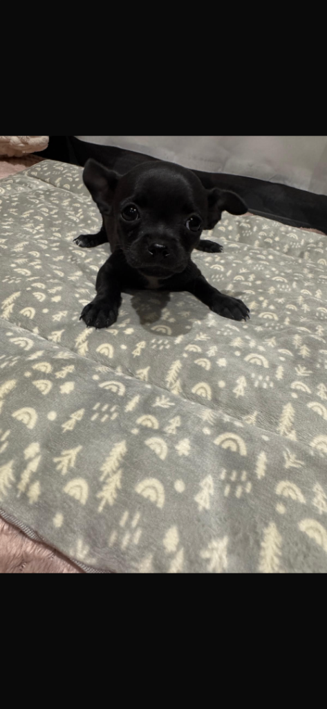 Beautiful chihuahua 