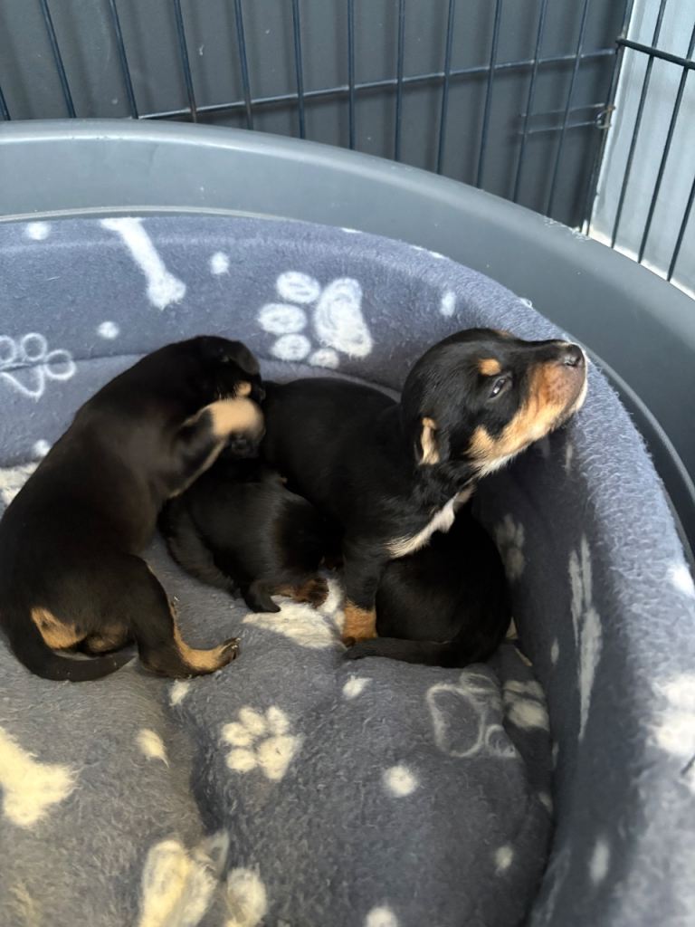 Puppies 