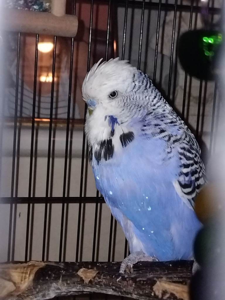 Budgies with cage
