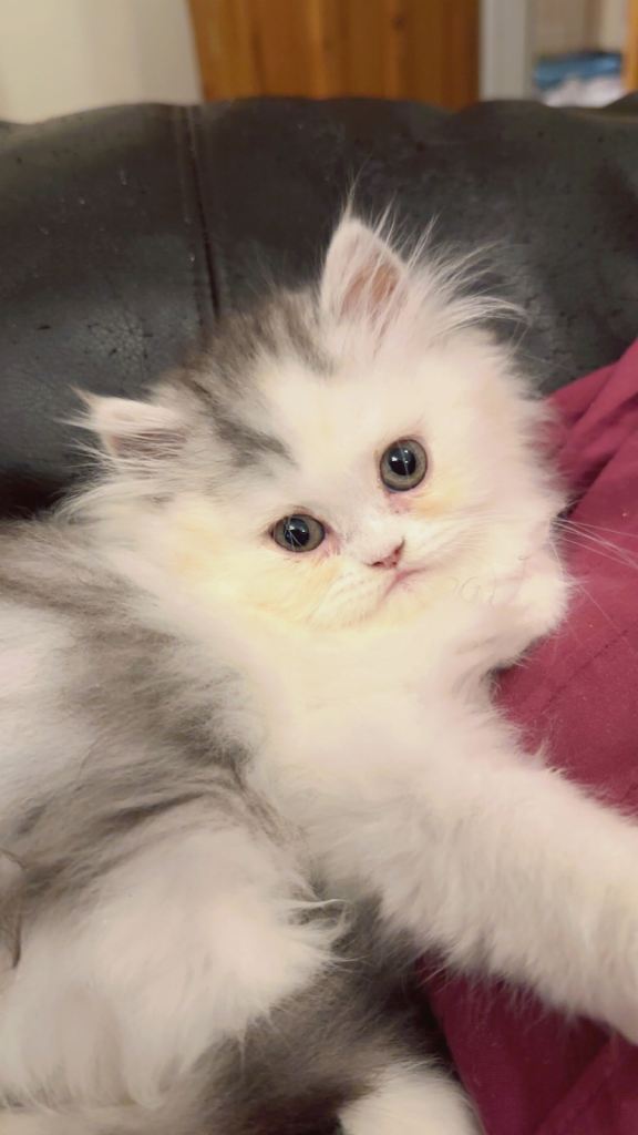 Gorgeous Persian Chinchilla Kittens  