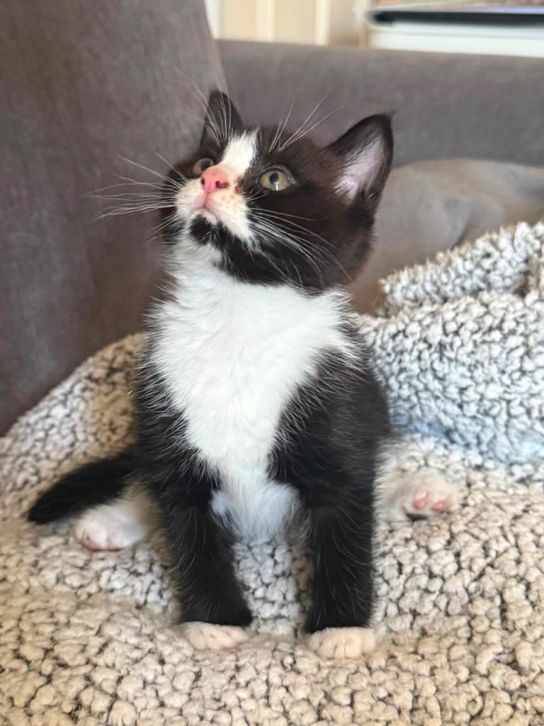 Black white Female Maine Coon Mix Kitten – 9 Weeks Old