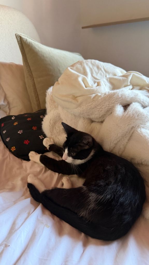 Kittens