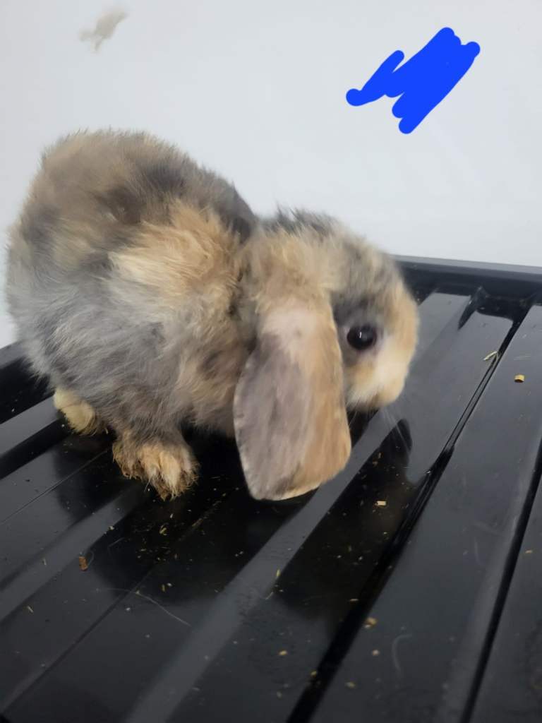 Rabbit 