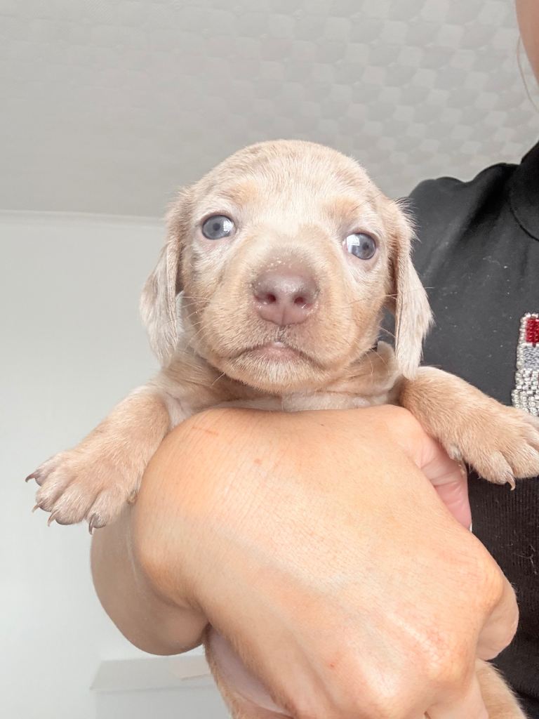 Miniature dachshund puppies